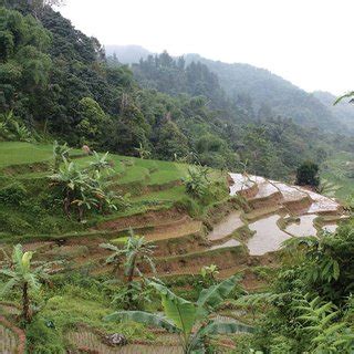 Deforestation in Indonesia in the context of REDDC. Photo: Rainforest ...