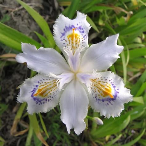 Rare Iris Seeds Pcs Pack