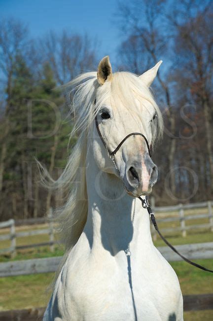 White Horse Front View Head Shot With Mane Hair Flying White Arabian