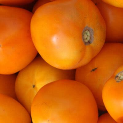 Heirloom Moonglow Tomatoes Organic Seeds