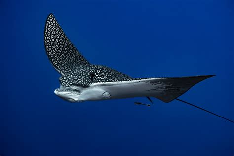 Baby Spotted Eagle Ray