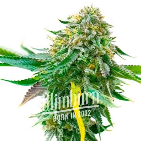 White Widow Regular Thc Buy Regular Seeds