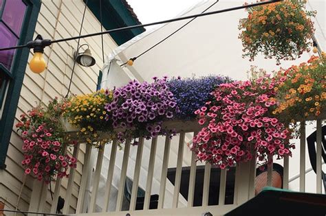 balcony | Петунии, Садовый стол, Цветы