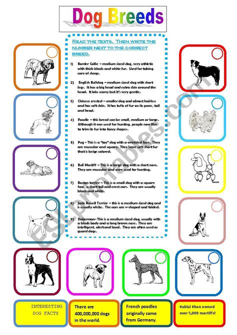 Dog Breeds Worksheet