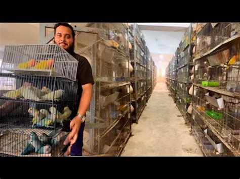 The World Biggest Parrot Breeding Setup How To Start Birds Farm