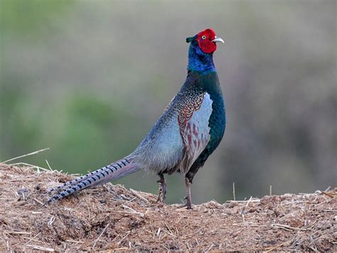 Green Pheasant Phasianus Versicolor Birds Of The World