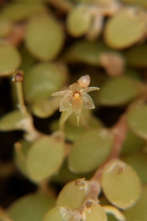 Platystele Jungermannioides Wiel Driessen Flickr