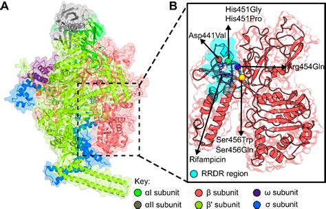 Figure From The Structural Basis Of Mycobacterium Tuberculosis Rpob