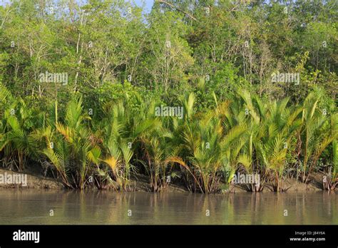 World Largest Mangrove Forest Sundarbans Famous For The Royal Bengal