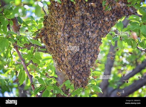 Swarm Of Honey Bees A Eusocial Flying Insect Within The Genus Apis