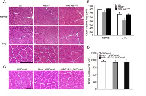 Mest Is Required For Skeletal Muscle Growth During Regeneration A