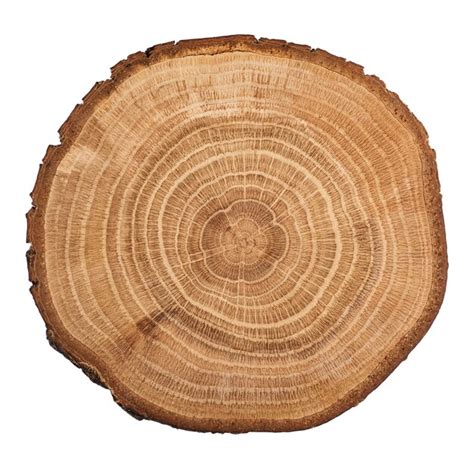 Premium Photo Wood Slice Tree Growth Rings Annual Stump Rings Sapwood