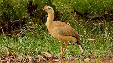 SERIEMA jovem caçando alimento CARIAMA CRISTATA RED LEGGED SERIEMA