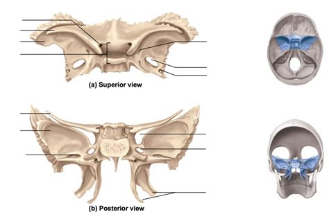 Sphenoid Bone Diagram Quizlet