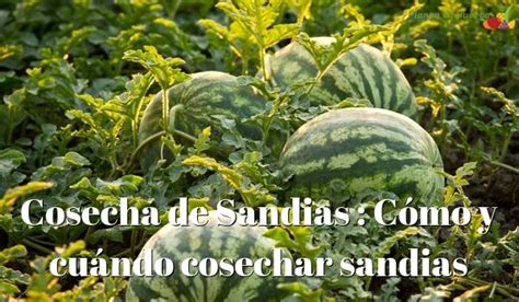 Imagen Cosecha de Sandias Cómo y cuándo cosechar sandias Huertos