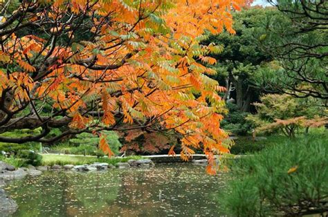 旧古河庭園の紅葉｜紅葉情報2024