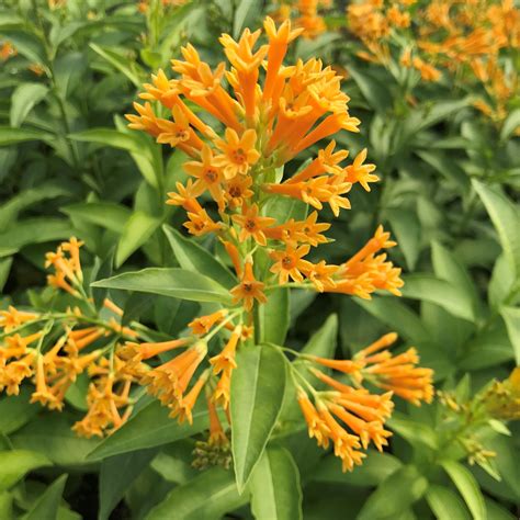 Cestrum Aurantiacum Orange Zest Jessamine 45 Pot Little