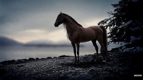 1920x1080 Hd Horse Wallpapers Top Free 1920x1080 Hd Horse Backgrounds