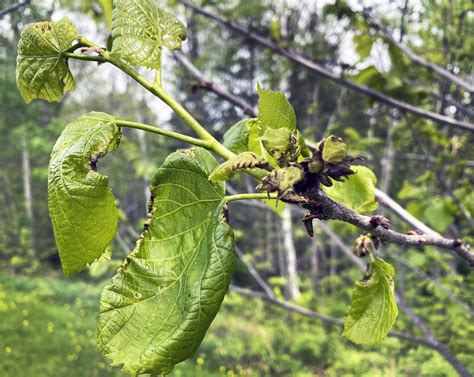 Basswood Thrips Causing Crumpled Leaves Thin Crowns