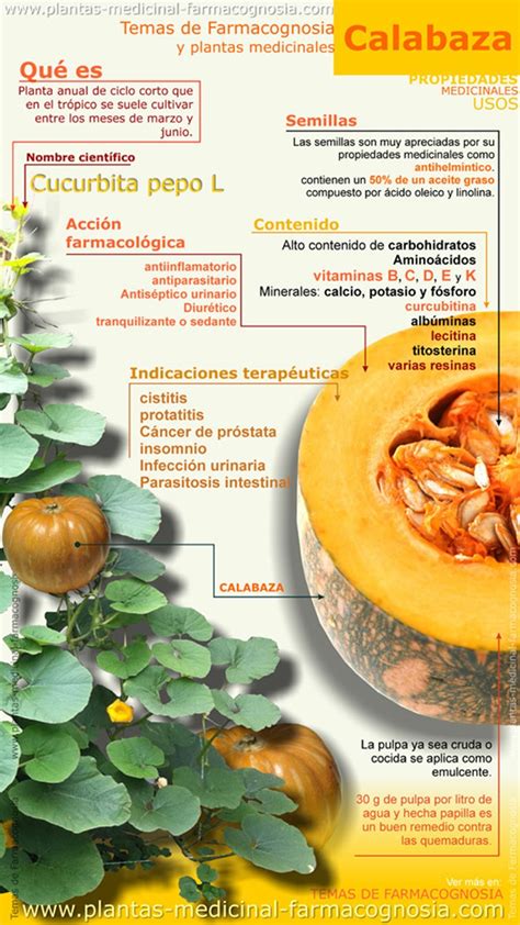 Las Propiedades Medicinales De La Calabaza Infograf A Conciencia Eco