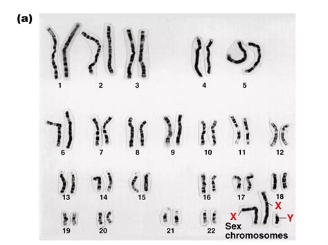 Sex Determination And Sex Chromosomes Ppt