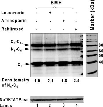 Figure S Effects Of Ligand Binding On Tmd Tmd Cross Linking