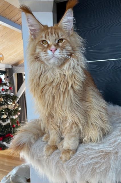 Makatea Tanouk Chatterie Makatea Maine Coon