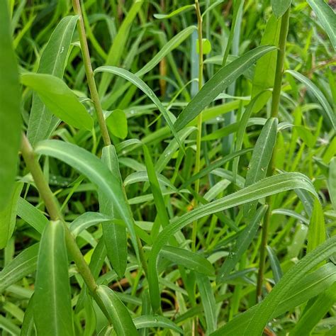 Geraldton Carnation Weed Euphorbia Terracina Weeds Of Melbourne