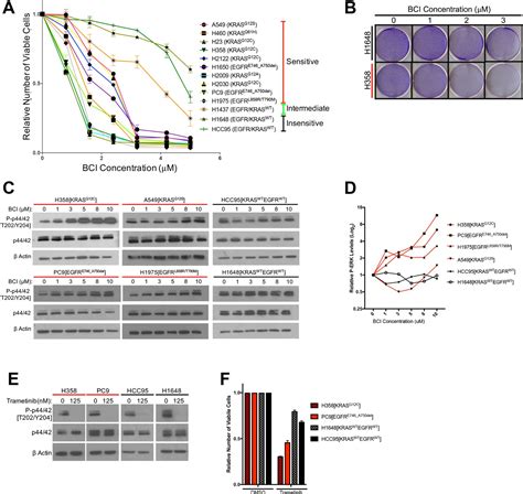 Hyperactivation Of ERK By Multiple Mechanisms Is Toxic To RTK RAS