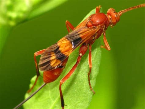 Texas Wasp And Hornet Identification