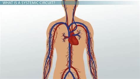 Pulmonary & Systemic Circulation | Overview & Examples - Lesson | Study.com