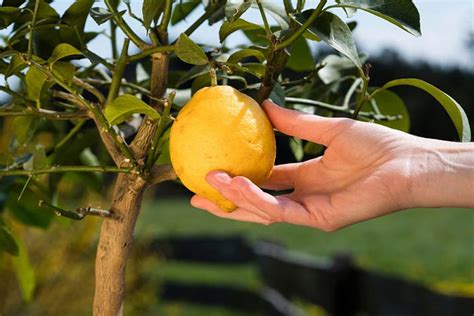 Alcool Domare Immediatamente Limoni In Vaso Cura Divertiti Locomotiva