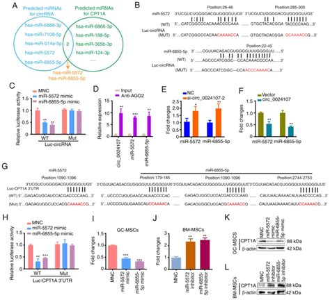 Gcmscderived Circ Promotes Gastric Cancer Cell Lymphatic