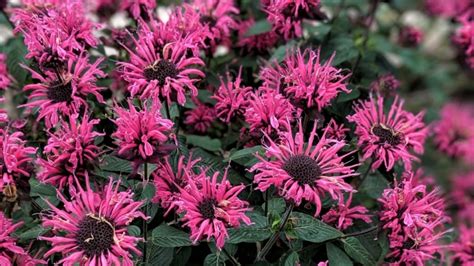 17 Best Bee Balm Varieties for the Home Garden