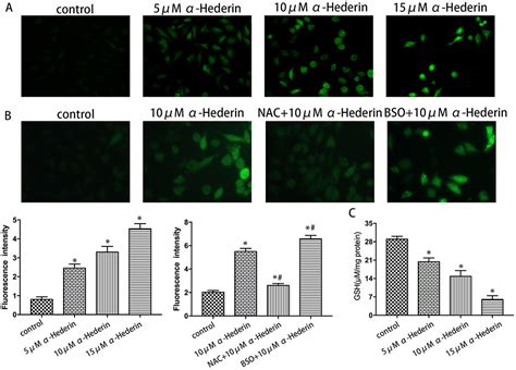 Hederin Increases The Apoptosis Of Cisplatin Resistant Gastric Ott