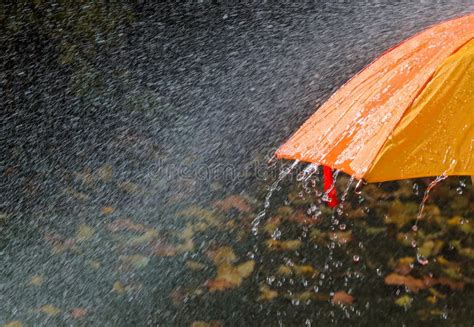 Rain Drops Falling From Bright Orange Umbrella During Heavy Rain In ...