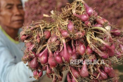 Petani Di Kabupaten Pati Keluhkan Harga Bawang Merah Rendah