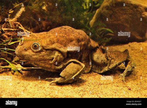 Titicaca Water Frog (Telmatobius culeus), Lake Titicaca (3810 m ...