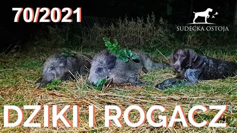 SUDECKA OSTOJA 70 2021 Polowanie Na Dziki I Rogacze Ruja Saren