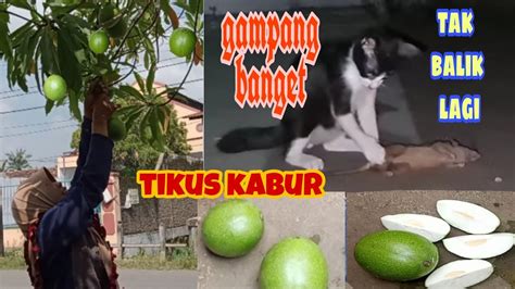 Buah Ajaib Pengusir Tikus Bintaro Fruit Youtube