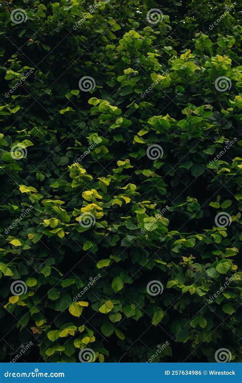 Plan Vertical D Un Arbre Aux Feuilles Vertes Vibrantes Photo Stock