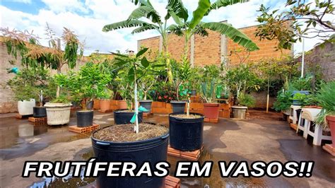 TOUR COMO ESTÃO AS FRUTÍFERAS EM VASOS E NO QUINTAL ATUALIZAÇÃO