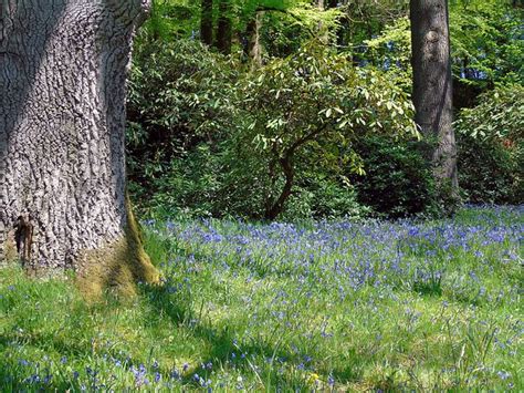 90+ Free Bluebell Woods & Bluebells Images - Pixabay