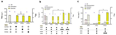 Extending The Biosynthetic Pathway From Kaempferol To Quercetin