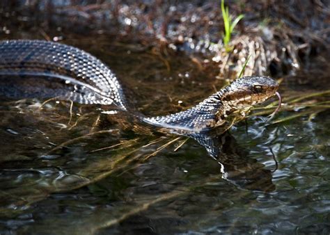 Snake Bite: 5 Steps To Symptom Relief - David Avocado Wolfe