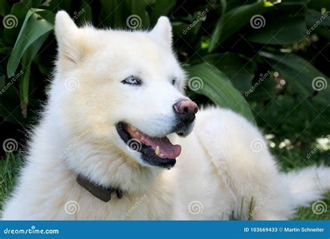 Pure White Siberian Husky Dog with Blue Eyes Close Up Portrait Stock ...