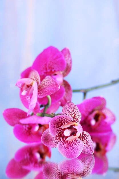 Premium Photo | Beautiful orchid on purple background