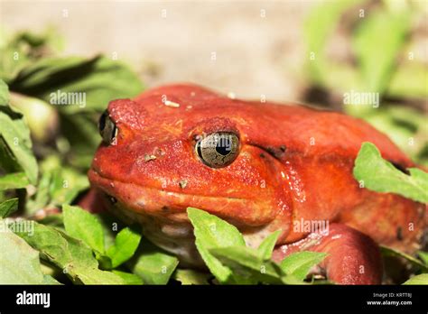 Big Red Tomato Frogs Dyscophus Antongilii Stock Photo Alamy