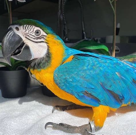 Buy Macaw Parrot Online 950 Dollar Greyfam