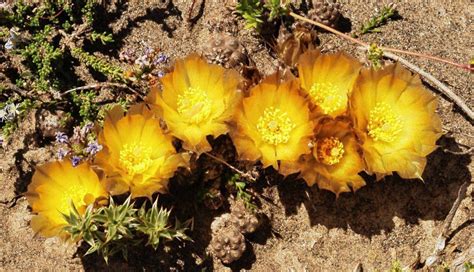 De La Estepa Patag Nica Al Barrocal Algarv O Conociendo Nuestra Flora